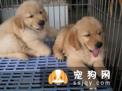 去哪里买金毛狗比较好