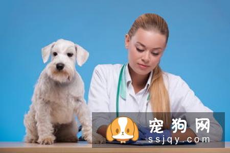 狗狗不把主人放在眼里怎么办_解决措施