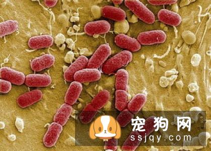 狗狗吃海鲜有什么危害？