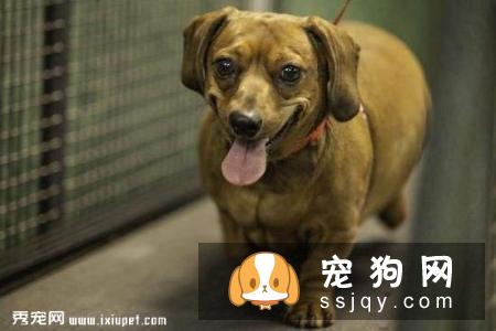 狗狗肢端肥大症的主要症状和治疗方法