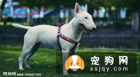 斗牛梗多少钱,好养吗?斗牛梗图片|价格|训练