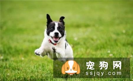 狗狗晕车该怎么办？