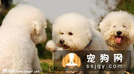 巴比熊犬性格怎么样，好养吗_巴比熊犬的价格