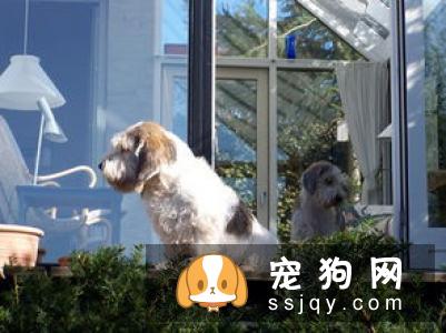 贝吉格里芬凡丁犬的体型特征及训练方法