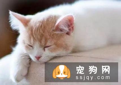 狗狗营养不良导致毛发枯燥怎么办？