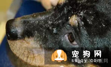 盘点狗狗皮肤病知识大全（图文解读）