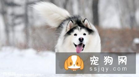 阿拉斯加雪橇犬性格好吗，多少钱一只？阿拉斯加好养吗？