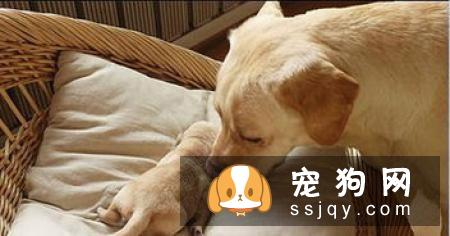 狗狗中耳炎的症状及治疗方法