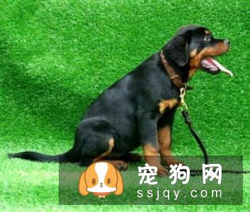 哈瓦那犬的外形特征及饲养心得_多少钱一只|价格