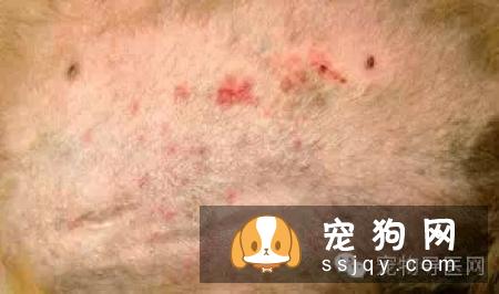 盘点狗狗皮肤病知识大全（图文解读）
