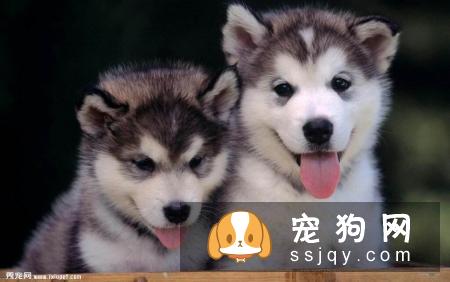 哈士奇狗狗多大可以算成犬了？