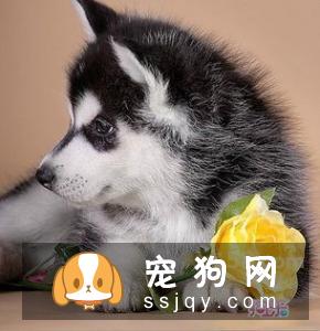 狗狗繁殖|种公种母，选择标准是什么？