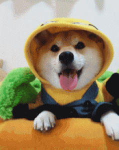 购买柴犬时要注意什么？