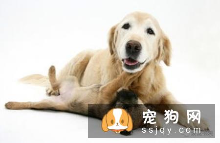 狗狗子宫内膜炎的发病原因_症状_治疗方法