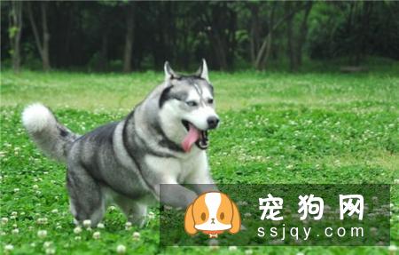 哈士奇的皮毛好吗？好在哪里？
