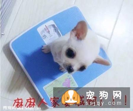 这些习惯，会让狗狗“长命百岁”