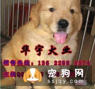 去哪里买金毛狗比较好