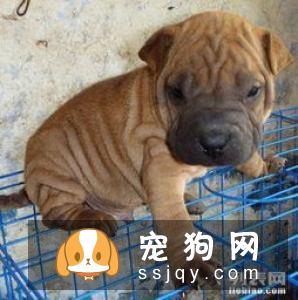 沙皮狗身上的皱纹为什么那么多？
