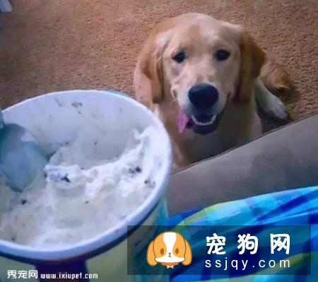这些习惯，会让狗狗“长命百岁”