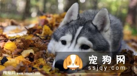 阿拉斯加雪橇犬性格好吗，多少钱一只？阿拉斯加好养吗？