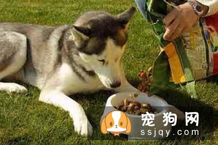 小狗健康饮食之泡软的狗粮