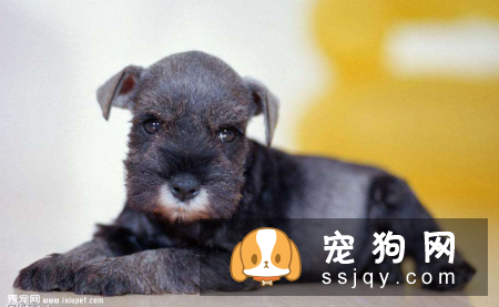 新手如何挑选雪纳瑞幼犬?