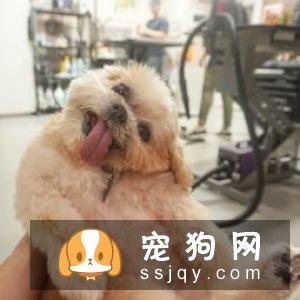 狗狗脑袋为什么很臭？