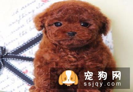 狗狗打疫苗的种类和接种时间