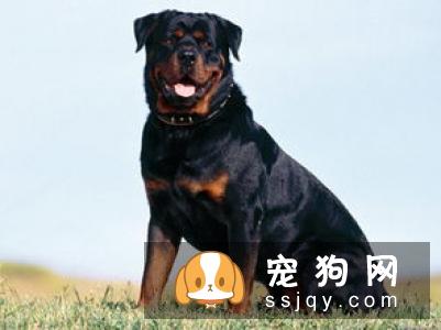 狼犬的外形特征介绍_狼犬种类及智商
