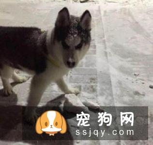纯种的哈士奇有什么特征