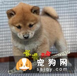 柴犬多少钱一只，好养吗？