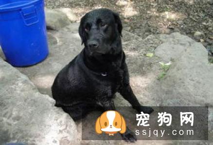 【狗狗毛发护理】怎么让拉布拉多毛发亮些？