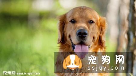 金毛寻回犬好养吗?金毛寻回犬图片|价格|训练