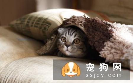 怎样及时有效发现爱宠的体内外寄生虫？