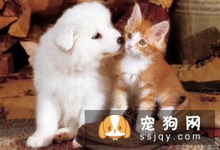 【狗狗不能吃什么食物】腊肠犬喜欢吃什么？