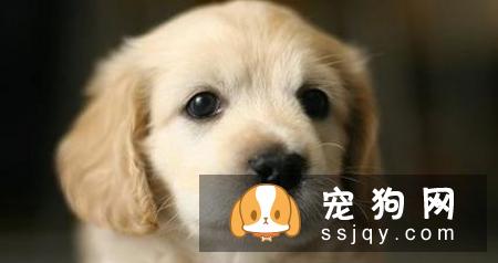 小金毛什么时候剪毛 剪毛的时候需要注意哪些