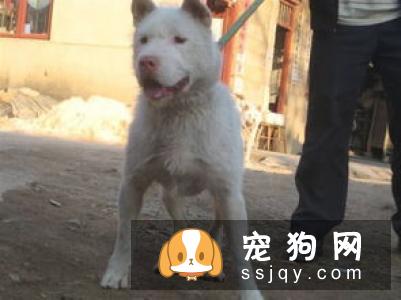 魏玛犬多少钱,好养吗?魏玛犬图片|价格|训练