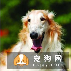 俄罗斯猎狼犬好养吗?俄罗斯猎狼犬图片|价格|训练