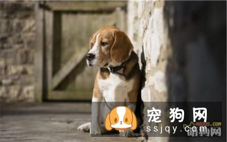 【比格犬挑选方法】比格犬有什么颜色？