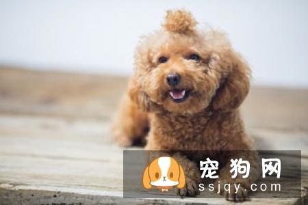 狗狗被咬伤后,家庭常规应急处理要点！