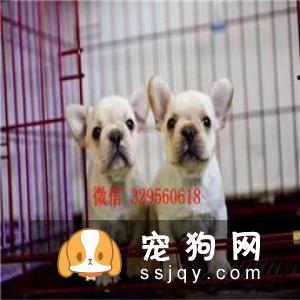 【法国斗牛犬】法国斗牛犬怎么养?法斗和英牛的区别