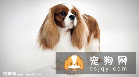 查理士王小猎犬多少钱，好养吗?查理士王小猎犬图片|外形特征