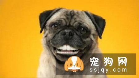 狗狗需不需要刷牙？