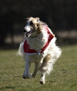 俄罗斯猎狼犬好养吗?俄罗斯猎狼犬图片|价格|训练