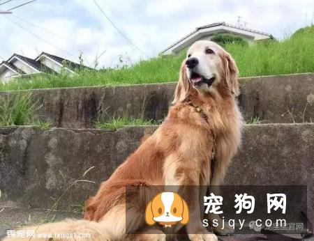 狗狗保健知识9问答，很少有主人注意到但很重要的干货