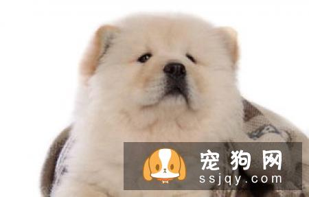 怎么检查狗狗是否肥胖？