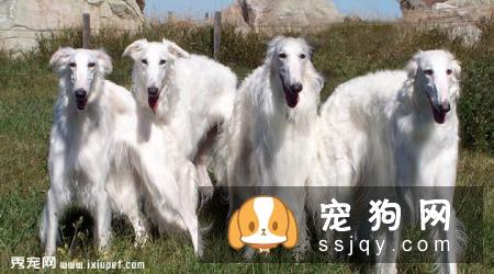 俄罗斯猎狼犬好养吗?俄罗斯猎狼犬图片|价格|训练
