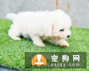 比熊幼犬从出生到2个月的生长全过程