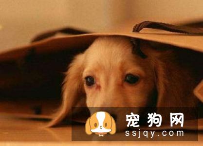 【拳师犬】拳师犬的习性特征及常见疾病