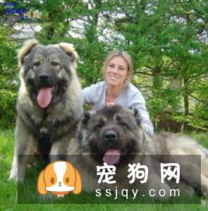主人都说很乖！宠物美容师手爆血“我们不是驯兽师”